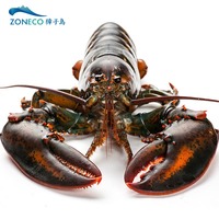 獐子岛 加拿大龙虾500g 进口海鲜 鲜活 大龙虾 活虾 波士顿龙虾