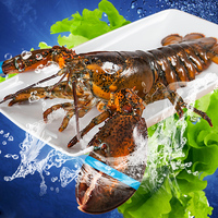 【獐子岛】波士顿鲜活龙虾700g 加拿大进口海鲜水产大龙虾活