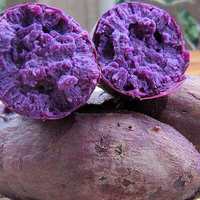 高州特产番薯 地瓜紫薯 新鲜紫红薯新鲜蔬菜紫薯 5斤装农家自产