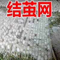 养蚕茧网(大网)保用十年一片够4-600条蚕结茧蚕宝宝养殖