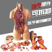 人体解剖模型器官可拆卸医学教学人体器官模型躯干系统结构图解剖