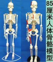 医学人体骨骼模型人体脊椎骨架医学脊柱标本小人全身骨模型85厘米