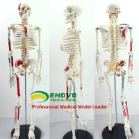 进口正品颐诺医学人体骨骼解剖肌肉脊柱神经可弯曲拆卸瑜伽架模型