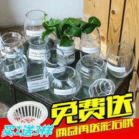 现代简约大号透明玻璃花瓶客厅摆件插花绿萝富贵竹水培花瓶玻璃瓶