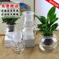 水培容器玻璃透明水培花瓶 玻璃花瓶水培植物花瓶 水养绿萝花盆
