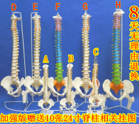 人体脊柱模型1:1正骨脊椎模型颈椎腰椎人体骨骼模型彩色脊椎模型